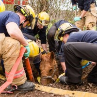 Septic tank can’t hold Roxy the Wonder Horse