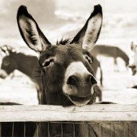 Hundreds of abandoned donkeys roaming the U.S.