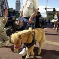 Miniature horses have federal recognition as service animals